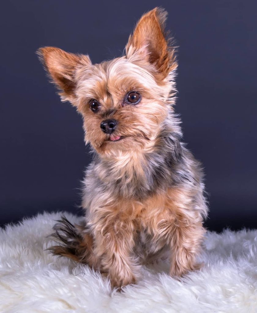 Tier-Foto: Kleiner Hund