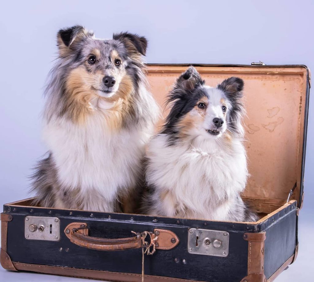 Tier-Fotoshooting: Zwei zauberhafte Hunde im Koffer